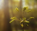 The first leaves on a branch of mountain ash in the spring forest Royalty Free Stock Photo