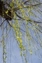 First leaves of Babylon willow