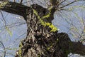 First leaves of Babylon willow