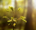 The first leaves on a branch of mountain ash in the spring forest Royalty Free Stock Photo