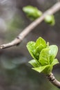 The first leaves of the hydrangea bush