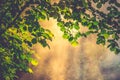 First leaves of spring tree in a mist and light