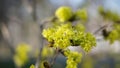 The first leaves in a sunny, spring quiet