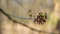 The first leaves in a sunny, spring quiet park