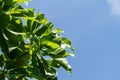 First leaves on tree in spring