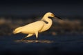 First light with bird. Heron with sun in the morning sunrise. Snowy Egret, Egretta thula, in the coast habitat. Bird with the dark