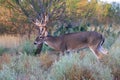 First light buck Royalty Free Stock Photo