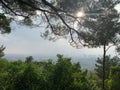 First light of morning pine tree