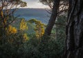 Pine trees during sunrise light