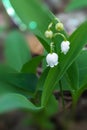 First lily of the valley