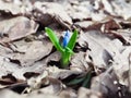 First Lily of the valley sprout in spring forest.