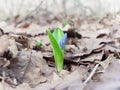 First Lily of the valley sprout in spring forest.