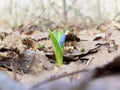 First Lily of the valley sprout in spring forest.