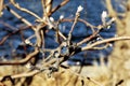 The first little young leaves on tree branches. Royalty Free Stock Photo