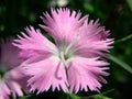 First Love Dianthus