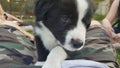 Border collie first meet