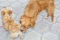 The first meeting of dogs, Spaniel sniffs the backside of the other dog for the first time. Royalty Free Stock Photo