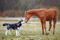 The first meeting husky and a foal