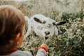First meeting of toddler baby boy and white goat in nature. Child feeding nanny with grass. Summer field landscape with
