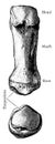 First Metacarpal Bone, vintage illustration