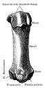 First Metatarsal Bone, vintage illustration