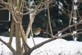First migratory European robin Erithacus rubecula bird in Riga, Latvia