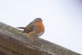 First migratory European robin Erithacus rubecula bird of this year in Riga, Latvia.