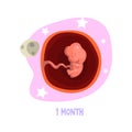 First month of pregnancy. Growth fetal in womb. Embryo development. Vector element for poster, educational book or Royalty Free Stock Photo