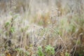 The first morning frost on the autumn grass, close-up Royalty Free Stock Photo