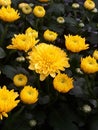 First morning yellow bloom mums