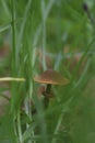 the first mushrooms among the green grass in the forest