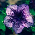 Petunia Petunia lat. Petunia is a perennial or annual, herbaceous or semi-shrubby flowering plant that belongs to the dicotyle