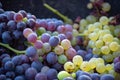 First new harvest of black wine grape in Provence, France, ready Royalty Free Stock Photo