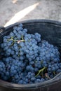 First new harvest of black wine grape in Provence, France, ready Royalty Free Stock Photo