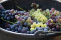 First new harvest of black wine grape in Provence, France, ready Royalty Free Stock Photo