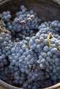 First new harvest of black wine grape in Provence, France, ready for first pressing, traditional festival in France Royalty Free Stock Photo