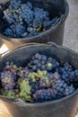 First new harvest of black wine grape in Provence, France, ready for first pressing, traditional festival in France Royalty Free Stock Photo