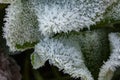 The first night frost turns the remaining garden plants into a fairytale Royalty Free Stock Photo