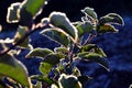 First november frost on a leaves Royalty Free Stock Photo