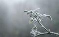 The first November frosts in Poland. Frozen twigs of cherry tomato plants with blurry background