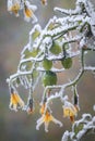 The first November frosts in Poland. Frozen twigs of cherry tomato plants with blurry background