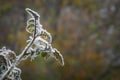 The first November frosts in Poland. Frozen twigs of cherry tomato plants with blurry background