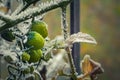 The first November frosts in Poland. Frozen twigs of cherry tomato plants with blurry background Royalty Free Stock Photo