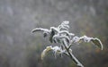 The first November frosts in Poland. Frozen twigs of cherry tomato plants with blurry background Royalty Free Stock Photo