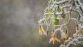 The first November frosts in Poland. Frozen twigs of cherry tomato plants with blurry background Royalty Free Stock Photo