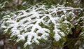 First November snow on the fir in the Canadian forest