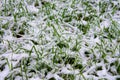 First November snow on the still green lawn