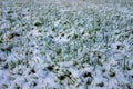 First November snow on the still green lawn