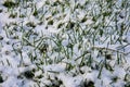 First November snow on the still green lawn