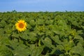 First one yellow sunflower on the green field. Motivation concept. Agriculture. Achieving success. Start, start of